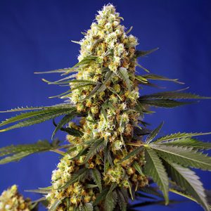 Strawberry Banana Gelato XL Auto - Sweet Seeds - Autoflowering Samen