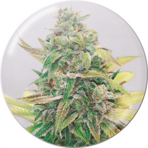 Strawberry Cake CBD CBD Cannabissamen kaufen