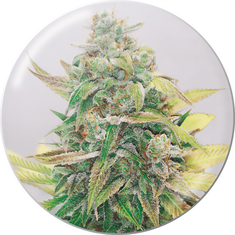 Strawberry Cake CBD CBD Cannabissamen kaufen