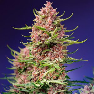 Strawberry Cola Sherbet F1 Fast Version - Sweet Seeds - feminisierte Samen