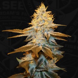 Strawberry Glue - TH Seeds - feminisierte Samen