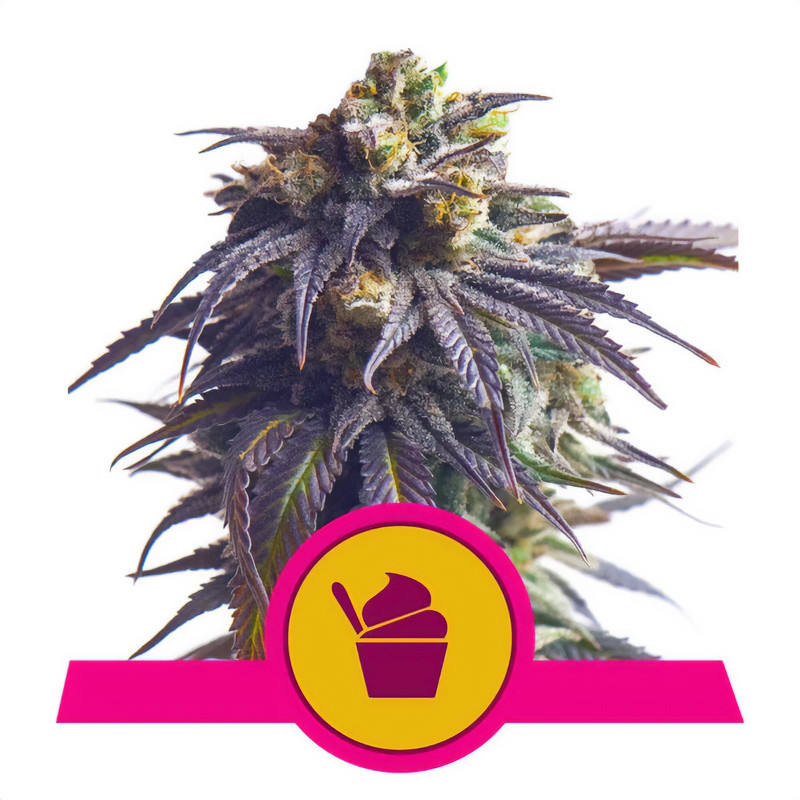 Sundae Driver - Royal Queen Seeds - feminisierte Samen