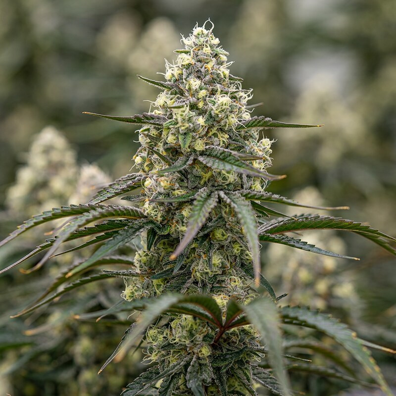 Sunset Fritter feminisierte Cannabissamen, Ansicht 2