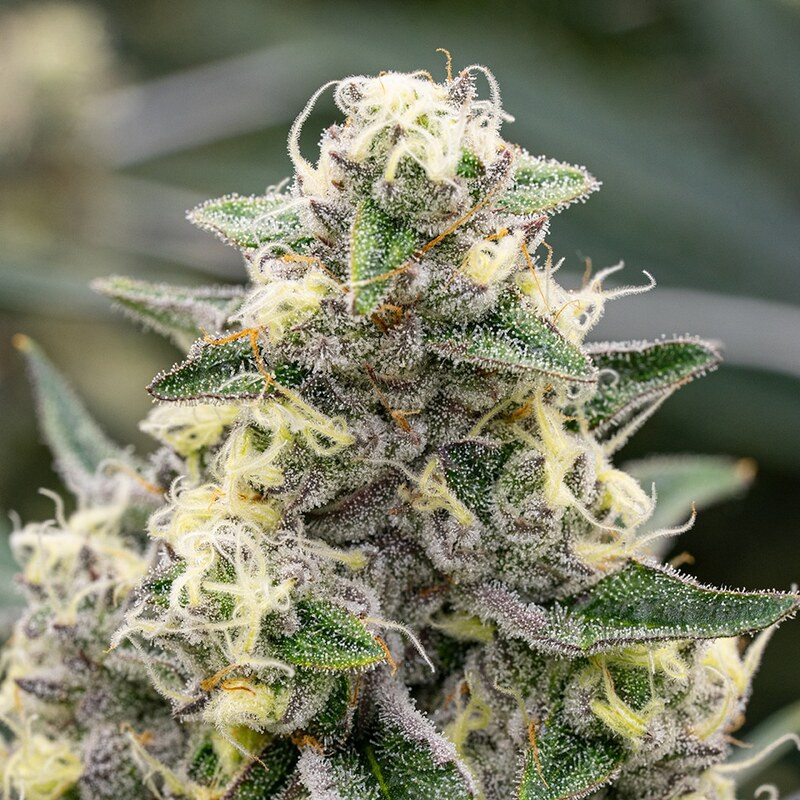 Sunset Fritter feminisierte Cannabissamen, Ansicht 3