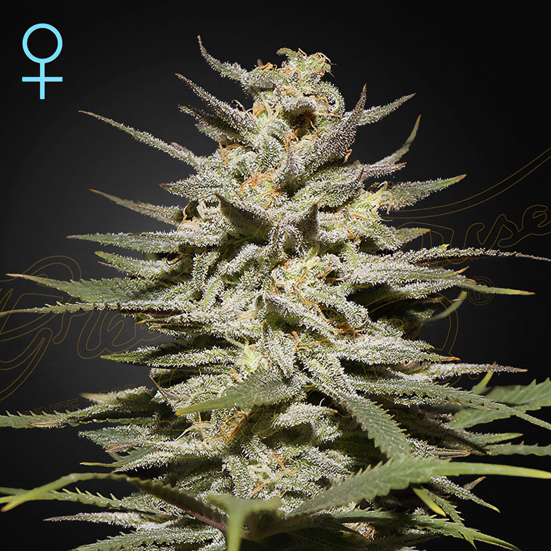 Super Lemon Haze CBD - Green House Seeds - Samen