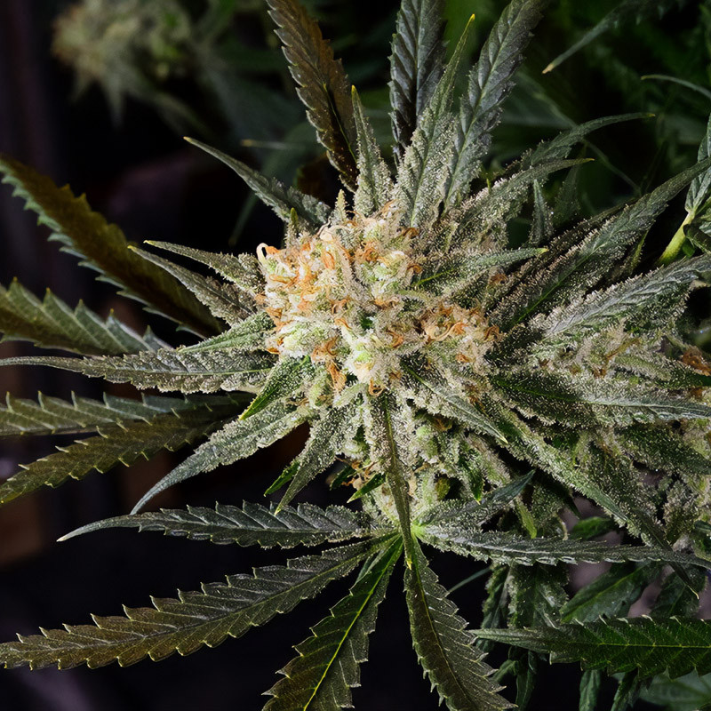 Super Lemon Haze feminisierte Cannabissamen, Ansicht 2