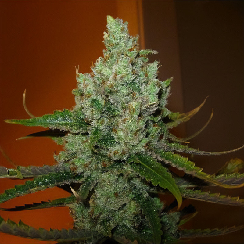 Super Lemon Haze feminisierte Cannabissamen, Ansicht 3