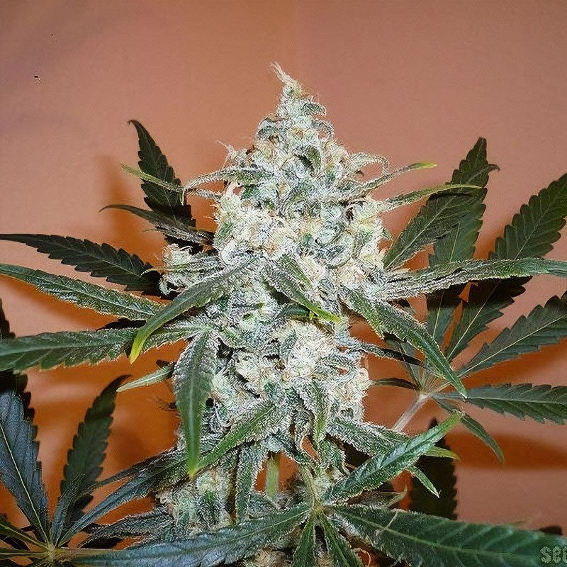 Super Lemon Haze feminisierte Cannabissamen, Ansicht 4