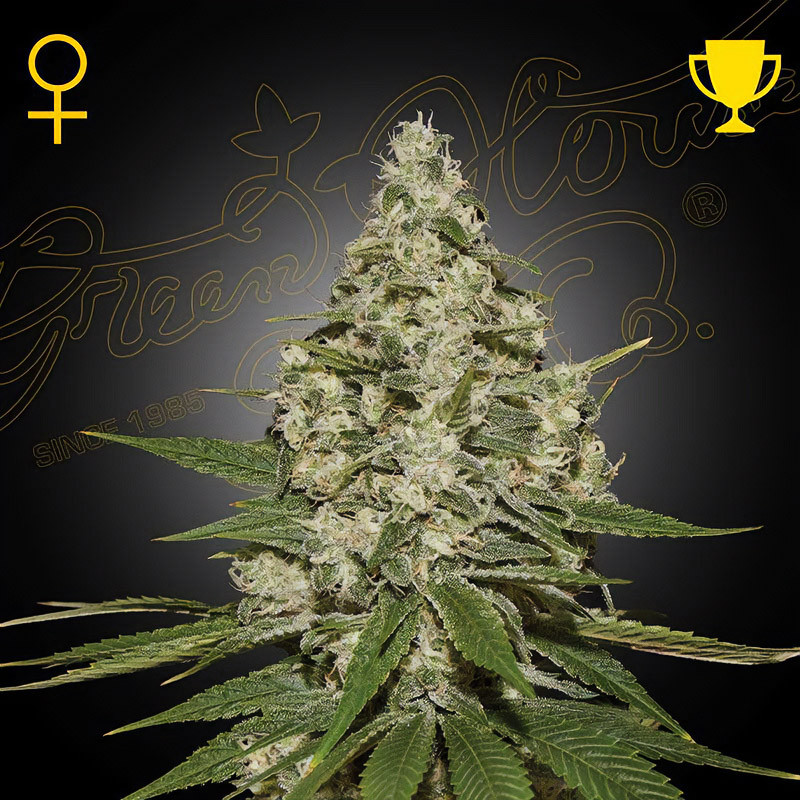 Super Lemon Haze - Green House Seeds - feminisierte Samen