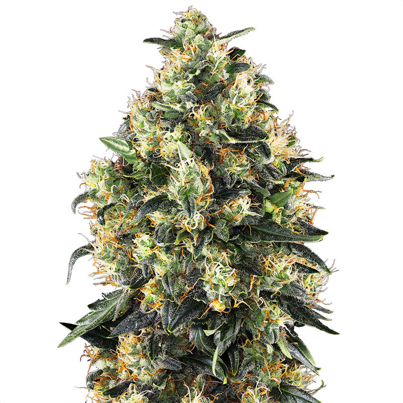 Super Skunk Auto - Sensi Seeds - Autoflowering Samen