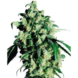 Super Skunk - Sensi Seeds - reguläre Samen