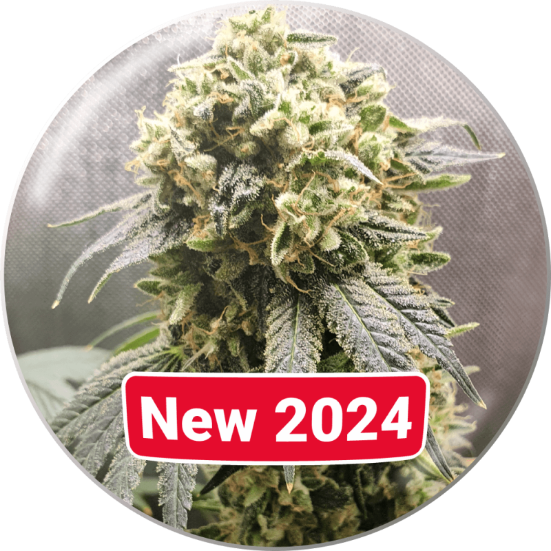 SuperFruit CBD - Medical Seeds - Samen