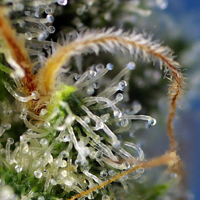 Sweet Amnesia Haze feminisierte Cannabissamen, Ansicht 3