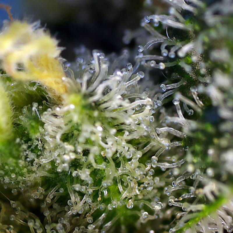 Sweet Amnesia Haze feminisierte Cannabissamen, Ansicht 4