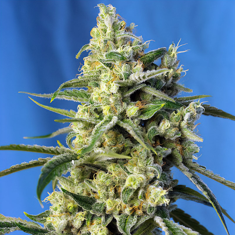 Sweet Amnesia Haze - Sweet Seeds - feminisierte Samen