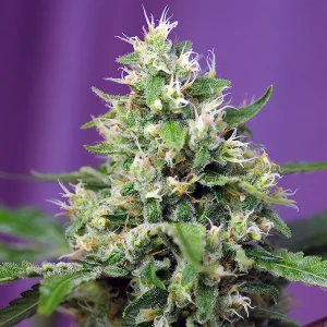 Sweet Amnesia Haze XL Auto - Sweet Seeds - Autoflowering Samen