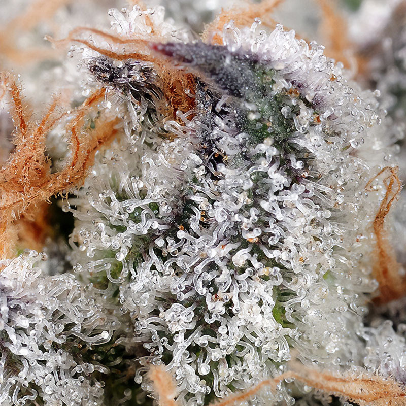 Sweet Cheese feminisierte Cannabissamen, Ansicht 3