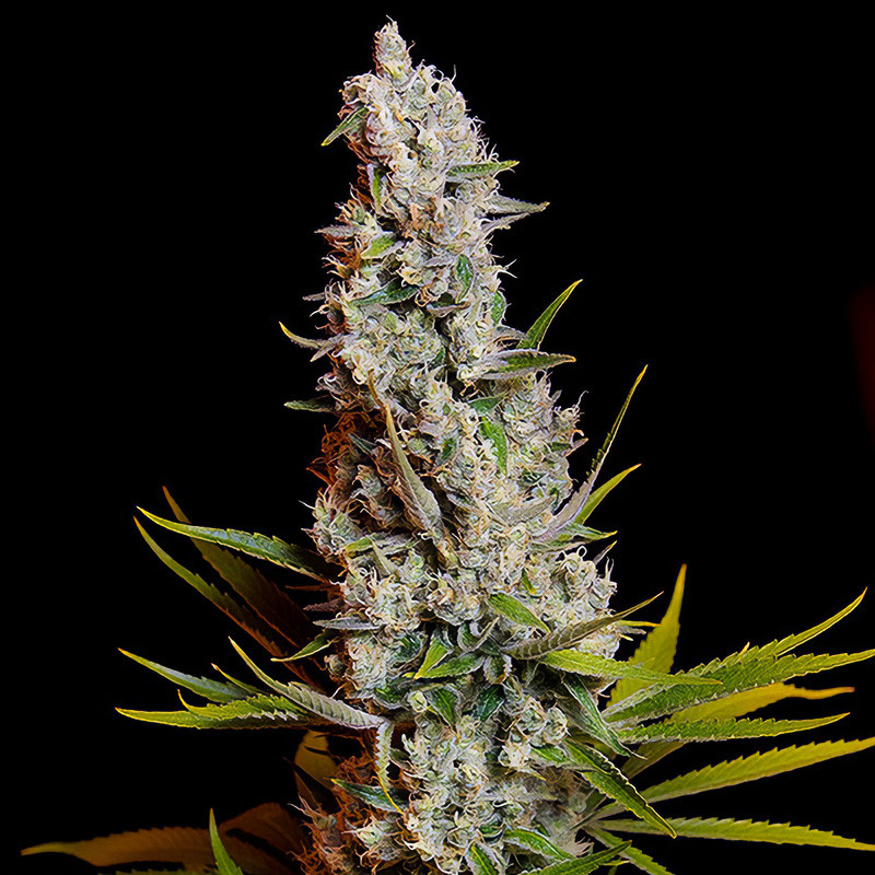 Sweet Cheese - Sweet Seeds - feminisierte Samen