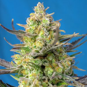 Sweet Cheese XL Auto - Sweet Seeds - Autoflowering Samen