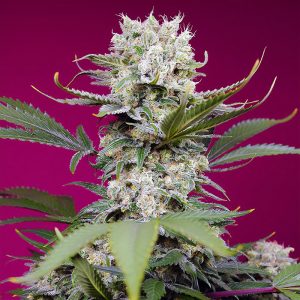 Sweet Mandarine Zkittlez XL Auto - Sweet Seeds - Autoflowering Samen