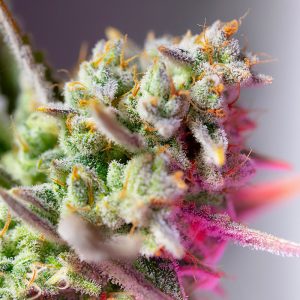 Sweet Mimosa XL Auto - Sweet Seeds - Autoflowering Samen