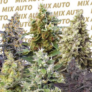 Sweet Mix Auto - Sweet Seeds - Autoflowering Samen