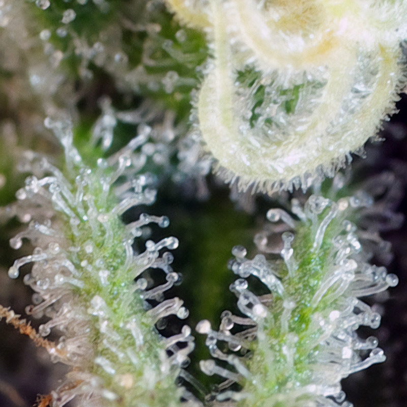 Sweet Nurse Auto Cbd Sweet Seeds CBD Cannabissamen, Ansicht 3