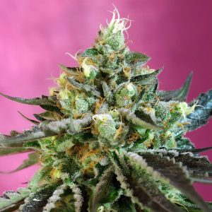 Sweet Nurse Auto CBD - Sweet Seeds - Samen