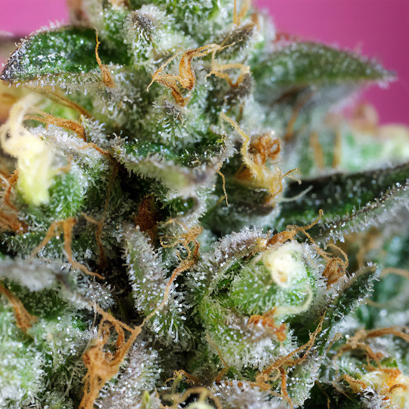 Sweet Nurse Auto Cbd Sweet Seeds CBD Cannabissamen, Ansicht 4