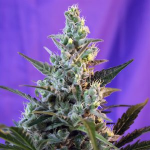 Sweet Skunk Auto - Sweet Seeds - Autoflowering Samen