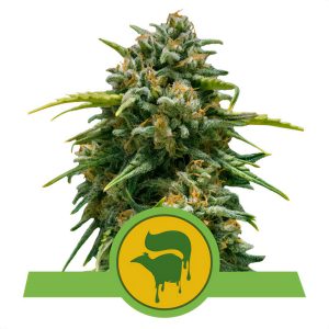 Sweet Skunk - Royal Queen Seeds - Autoflowering Samen