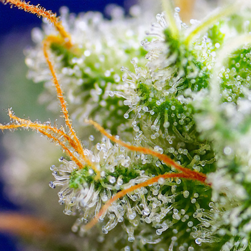 Sweet Zenzation feminisierte Cannabissamen, Ansicht 3