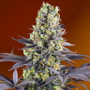 Sweet Zenzation - Sweet Seeds - feminisierte Samen