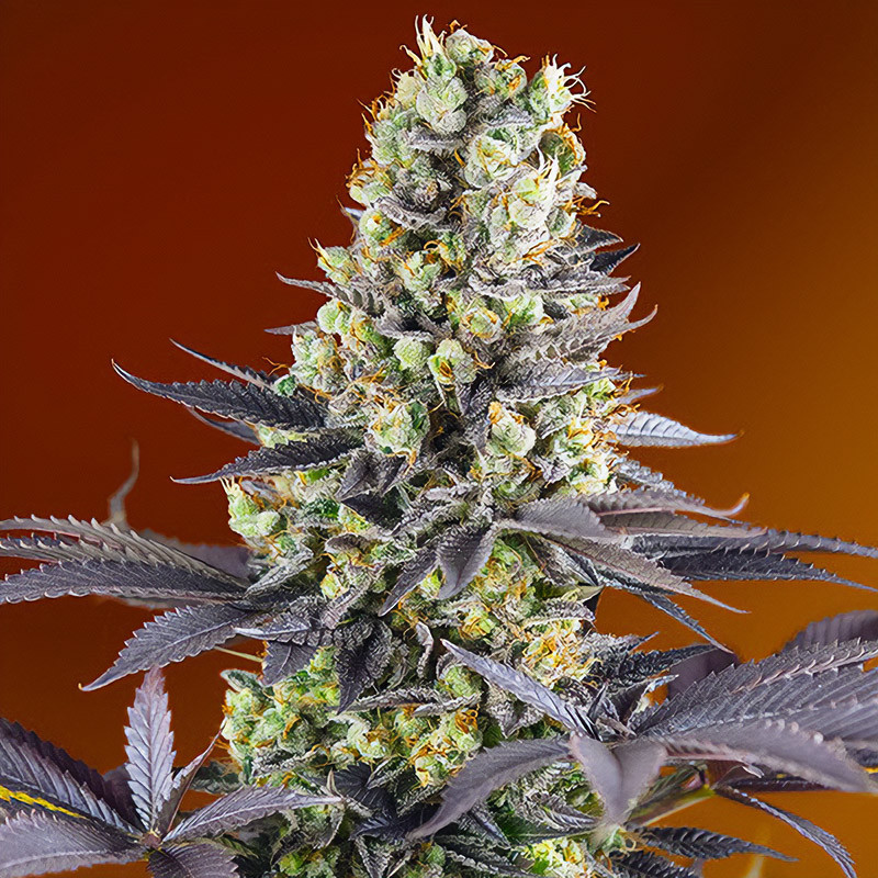 Sweet Zenzation - Sweet Seeds - feminisierte Samen