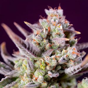 Sweet Zenzation XL Auto - Sweet Seeds - Autoflowering Samen