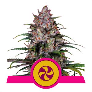 Sweet ZZ - Royal Queen Seeds - feminisierte Samen