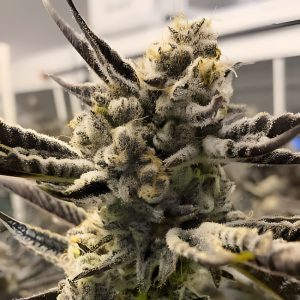 Syrup Banner XXL Auto Autoflowering Cannabissamen kaufen