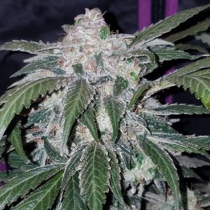 Tangie'matic Auto - FastBuds - Autoflowering Samen