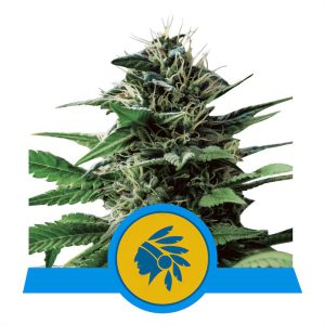 Tatanka Pure CBD CBD Cannabissamen kaufen