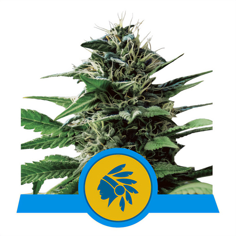 Tatanka Pure CBD CBD Cannabissamen kaufen