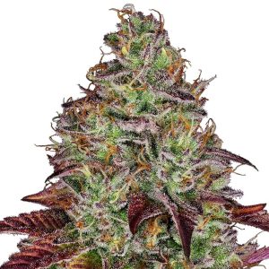 Tezla OG - Sensi Seeds - feminisierte Samen