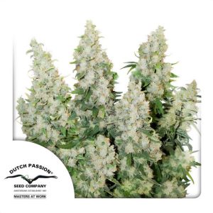 Think Different Auto - Dutch Passion - Autoflowering Samen
