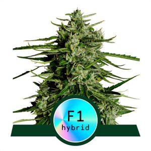 Titan F1 - Royal Queen Seeds - Autoflowering Samen