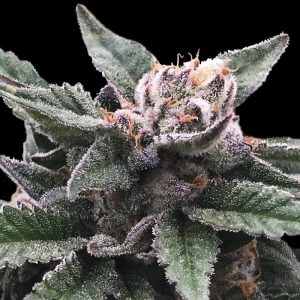 Triple Scoop - DNA Genetics - feminisierte Samen