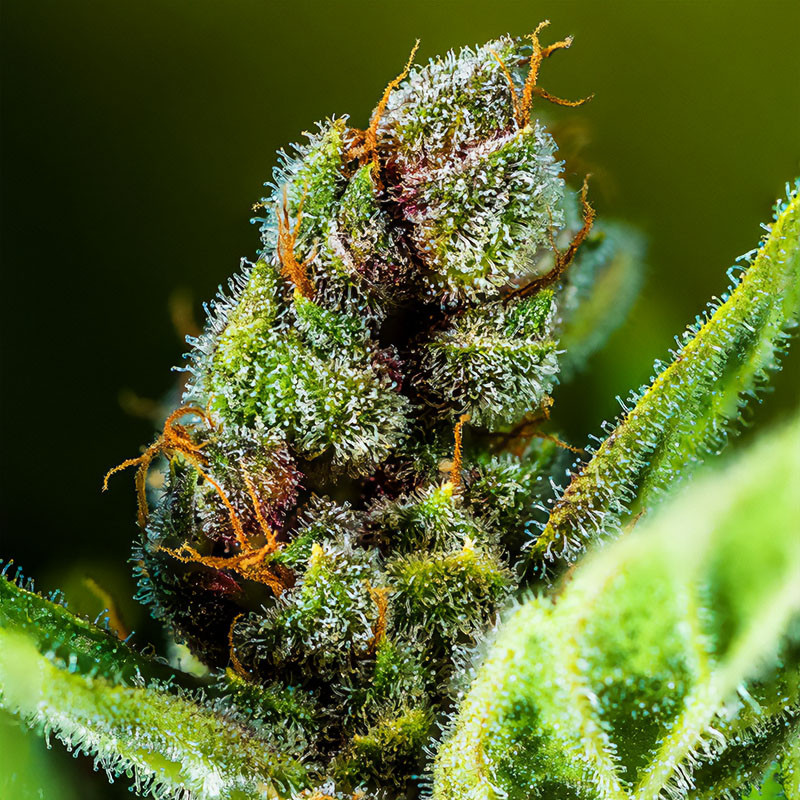 Tropicana Cookies Auto autoflowering Cannabissamen, Ansicht 2