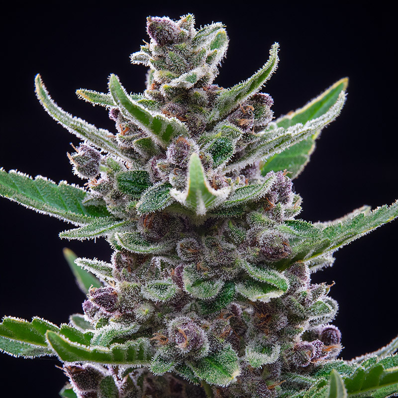 Tropicana Cookies Auto autoflowering Cannabissamen, Ansicht 4