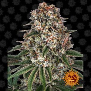 Tropicanna Banana - Barney's Farm - feminisierte Samen