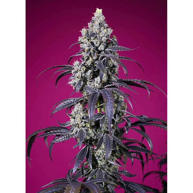 Tropicanna Cherry XL Auto - Sweet Seeds - Autoflowering Samen