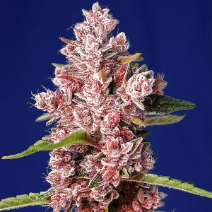 Tropicanna Poison F1 Fast Version - Sweet Seeds - feminisierte Samen