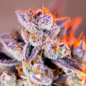 Tropicanna Poison XL Auto - Sweet Seeds - Autoflowering Samen
